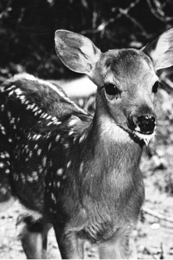 Animal Friends (1958)