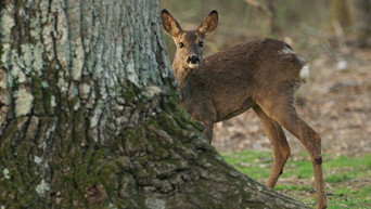 #25 Heart of an Oak