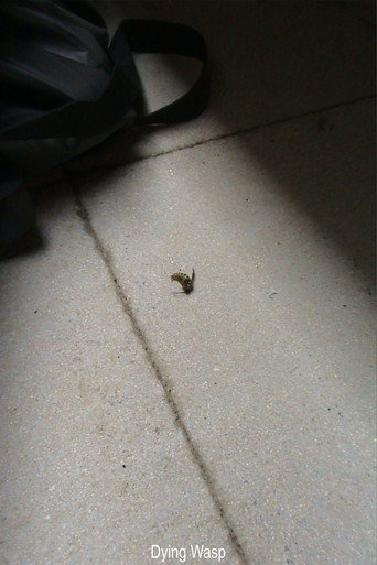 Poster film Dying Wasp