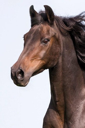 Horse Documentery