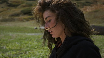 Summer Meadow (2026)
