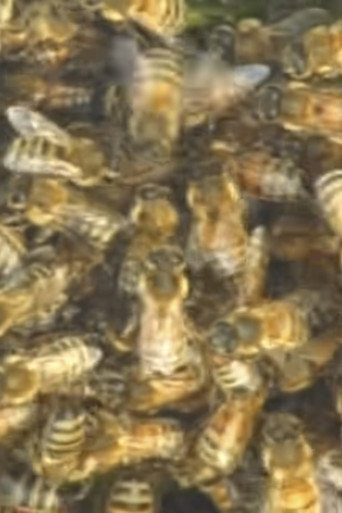 BALL OF BEES #1 poster