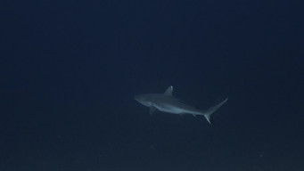 Sharks: Predators of the Deep (2024)