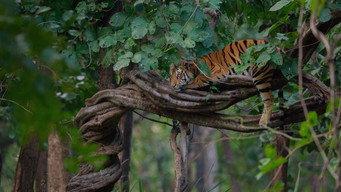#11 Tiger
