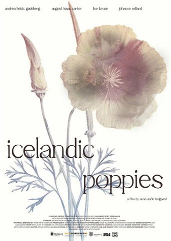 Icelandic Poppies