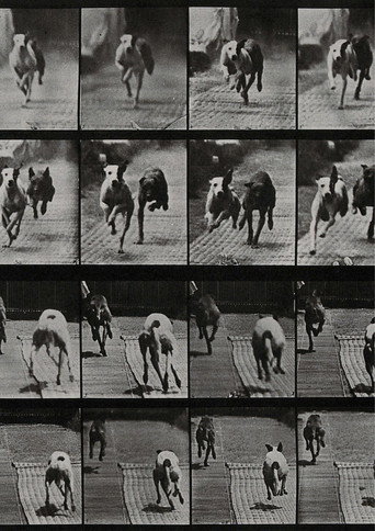 Two dogs racing