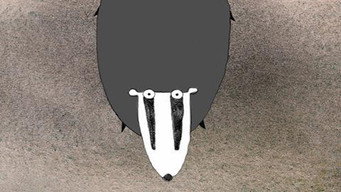 #4 Badgered