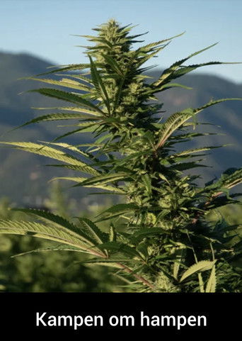 Kampen om hampen poster