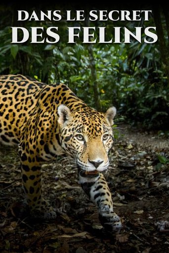 Dans le secret des félins poster