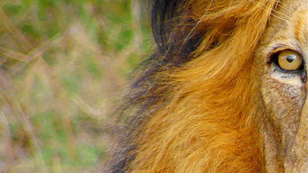 Africa's Wild Horizons (2015-2017)