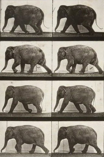Elephant Walking (1887)