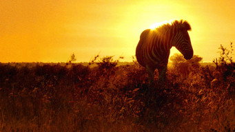 Africa's Wild Havens (2016)