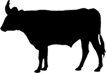 Beef and Sage Productions