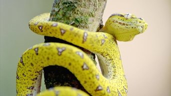 Secretos de Australia Salvaje - S1E01