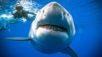 Saving Jaws (2019)