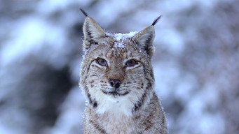 Wild Romania (2021)