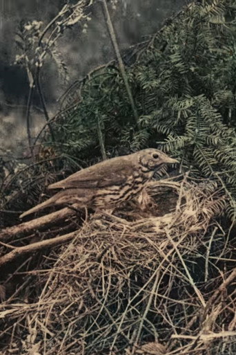 Wild Birds in Their Haunts (1909)