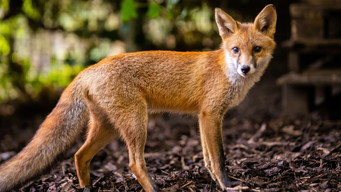Foxes: Their Secret World (2021)
