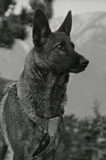 Klondike the Dog