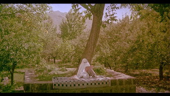 #5 The Pear Tree