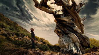 Trees, and Other Entanglements (2023)