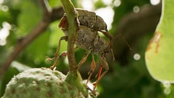 #10 Heart of an Oak