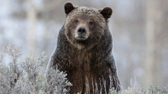 Awesome Animals (2020- )