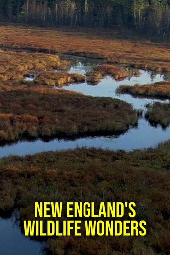 New Englands vidunderlige dyreliv (2024年)のポスター画像 - FindKey