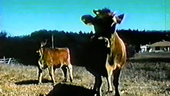 Cattle Mutilation (1983)