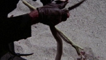 Hot Snake (1978)