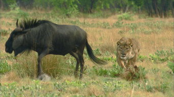 The Last Lioness (2009)