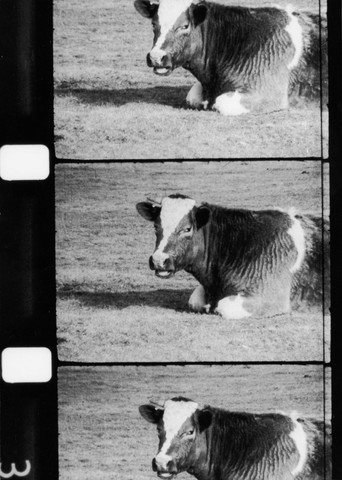 La Vache qui rumine