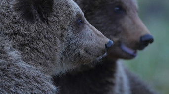 Cena de Adoráveis à distância