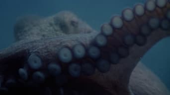 Tentacles (1977)