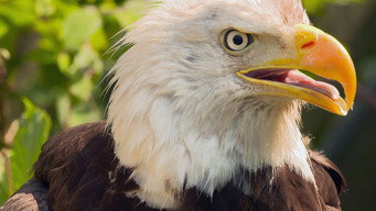 Wild Wild East (2016-2018)
