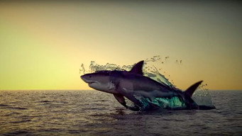 Noah's Shark (2021)