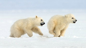Snow Bears (2017)