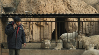 Three Castrated Goats (2024)