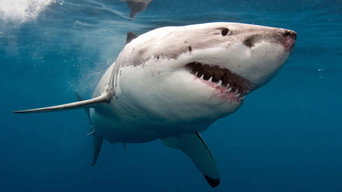 The Search for the Ocean's Super Predator (2013)