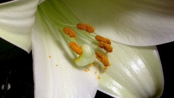 La vida privada de las plantas - S1E01