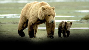 Grizzly Man backdrop 9