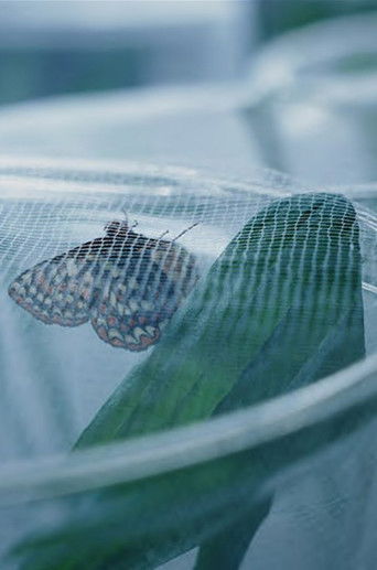 Cartell de The Butterfly Lab