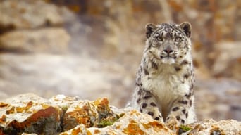 #1 Disneynature: Ghost of the Mountains