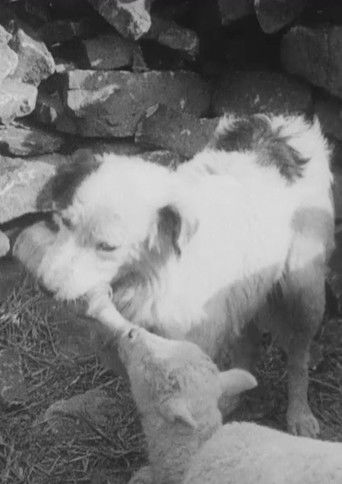 Sheep Dog (1939)
