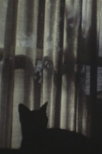 CAT & CURTAIN