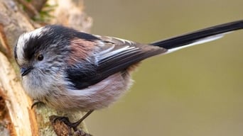 Dawn Chorus