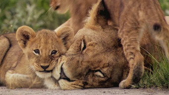 #7 The Last Lions