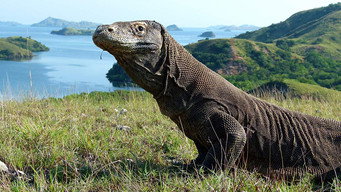 Dragon Island (2016)