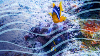 #4 Scuba Sam's World