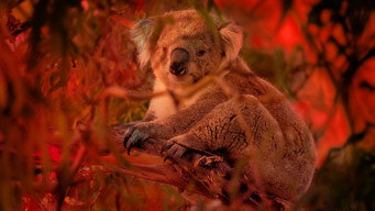 Bushfire Animal Rescue (2020)